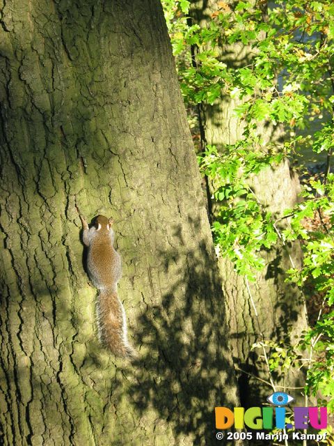 15324 Squirrel sunbathing